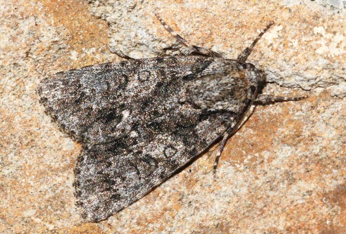 Due noctuidae:Agrochola pistacinoides e Acronicia rumicis